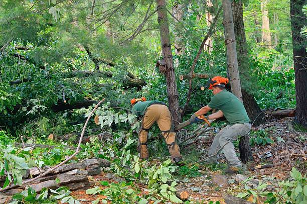 Reliable Edneyville, NC Tree Removal Solutions