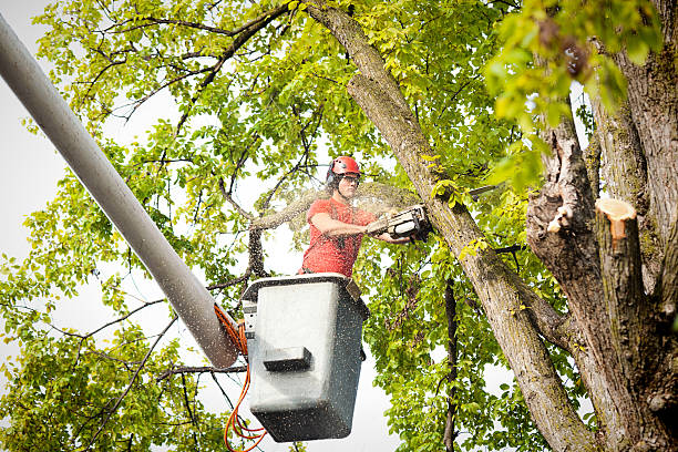 Best Hedge Trimming  in Edneyville, NC