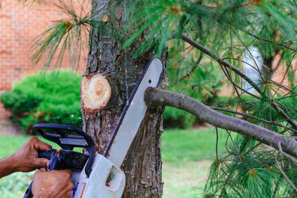 How Our Tree Care Process Works  in  Edneyville, NC